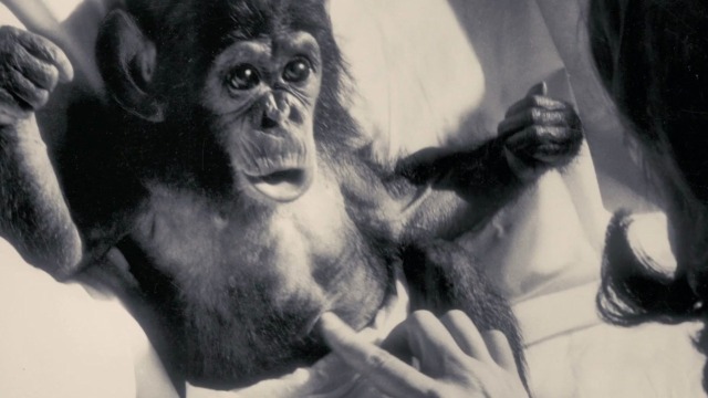 Трагическая история шимпанзе, которого пытались научить быть человеком
