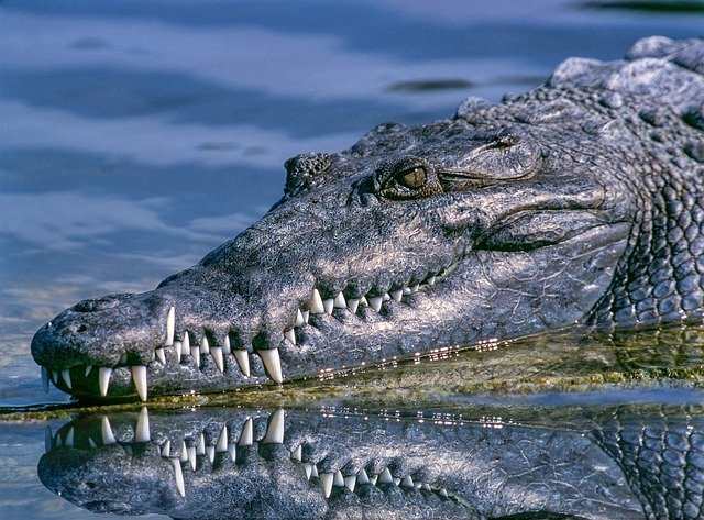 История 5-метрового крокодила по кличке Усама, который съел 83 жителя деревни в Уганде