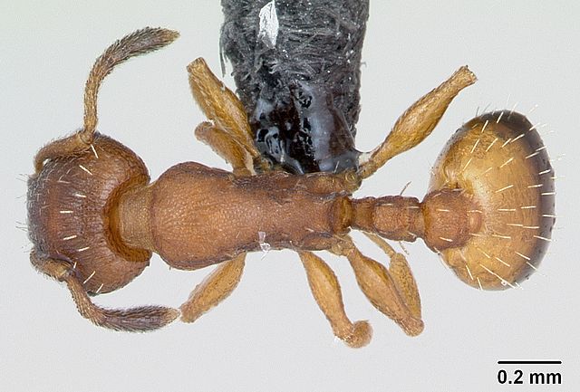 Обнаружены черви-паразиты, которые замедляют старение муравьев, чтобы те оставались молодыми и здоровыми