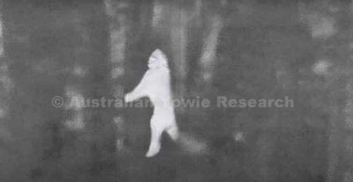 «Охотники на йови» опубликовали видео огромных фигур в лесу, сделанное с помощью тепловизора