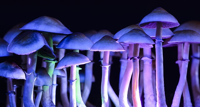 «Волшебные» грибы улучшают связи между нейронами мозга