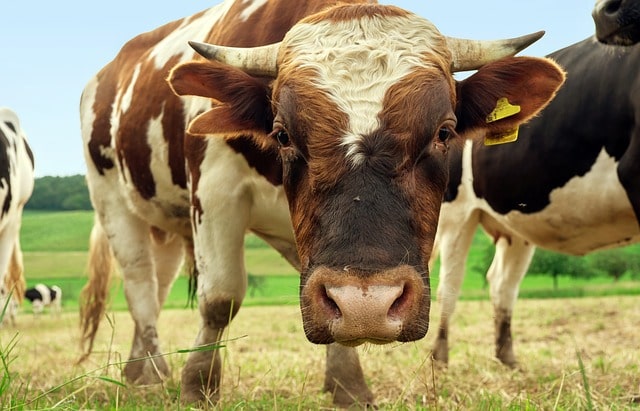 В Орегоне и Аргентине продолжаются загадочные случаи увечья скота