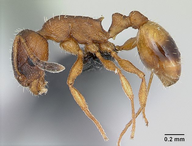 Обнаружены черви-паразиты, которые замедляют старение муравьев, чтобы те оставались молодыми и здоровыми