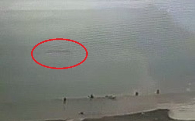 В воде у берега Лос-Анджелеса засняли непонятное существо