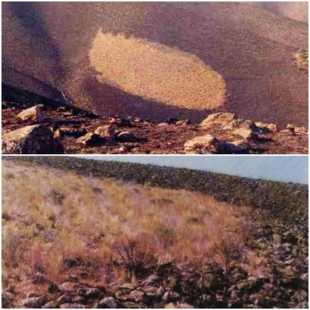 В 1986 году в Аргентине НЛО сжег холм, «высосал» из насекомых внутренности и забрал хлорофилл из дерева