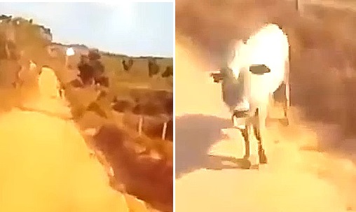 На видео сняли как НЛО, возможно, пытался похитить теленка