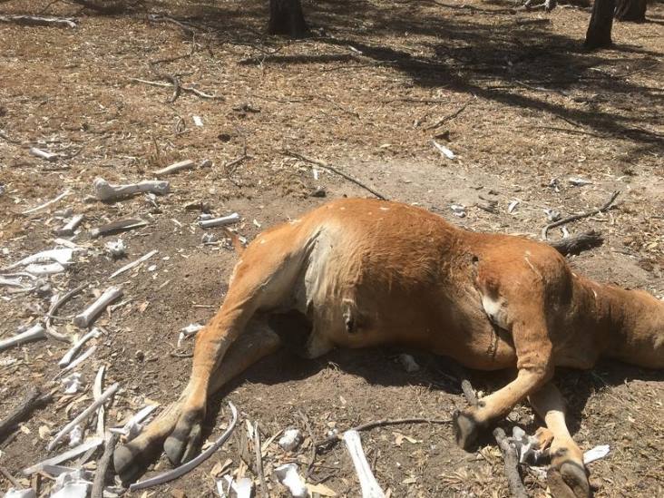 Австралийские фермеры напуганы феноменом увечья скота и обвиняют в этом НЛО