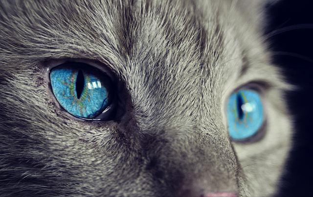 Могут ли кошки видеть призраков? Мнение специалиста по кошкам с ТВ-канала Animal Planet - кошка, кот, призрак, привидение