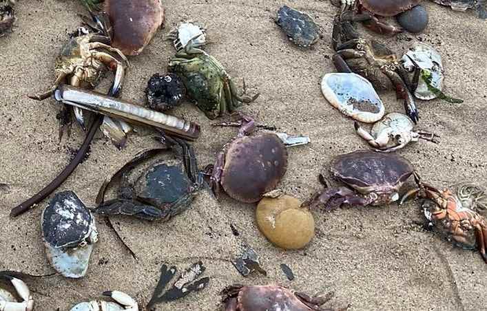 Тысячи крабов выбросило на берег Англии