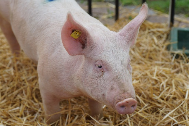 Почка свиньи впервые успешно пересажена человеку