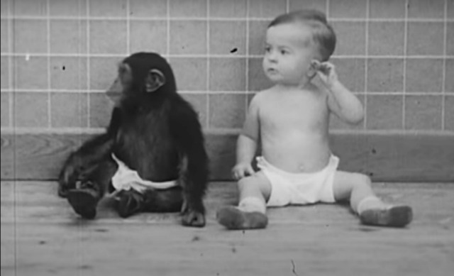 Ребенок, воспитанный с шимпанзе, начал вести себя как обезьяна
