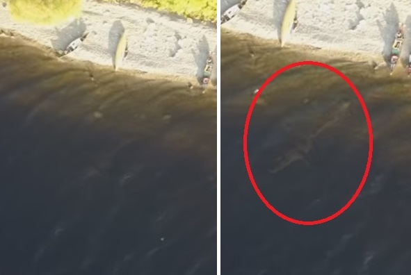 Огромный монстр был заснят в реке Шотландии с помощью беспилотника