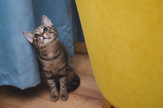 Могут ли кошки видеть призраков? Мнение специалиста по кошкам с ТВ-канала Animal Planet