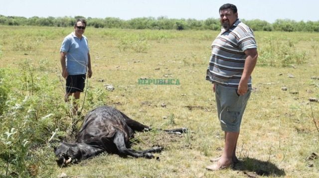 В Аргентине фермер нашел трех своих коров с вырезанными органами