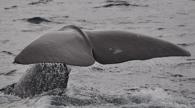 Можем ли мы наконец поговорить с китами?