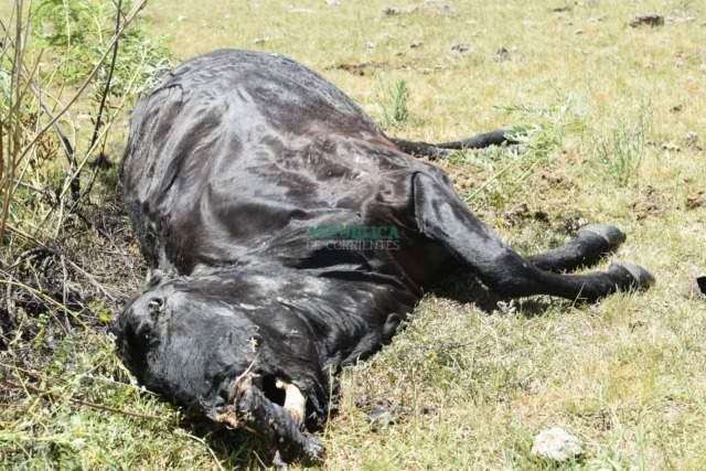 В Аргентине фермер нашел трех своих коров с вырезанными органами