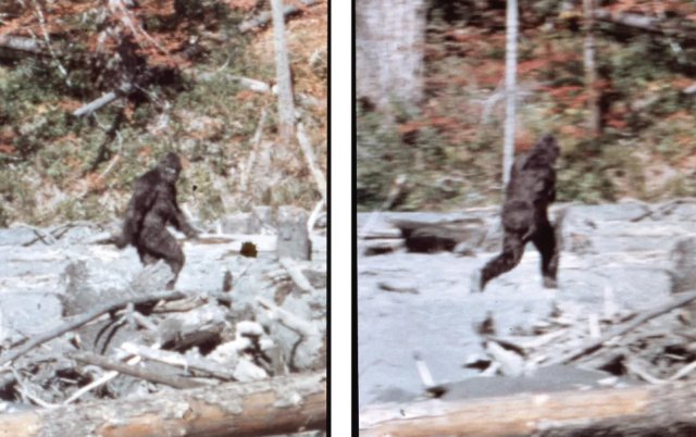 Эксперты заново изучили видео с йети, снятое Паттерсоном-Гимлином в 1967 году и пришли к выводу, что это «не человек в костюме обезьяны»