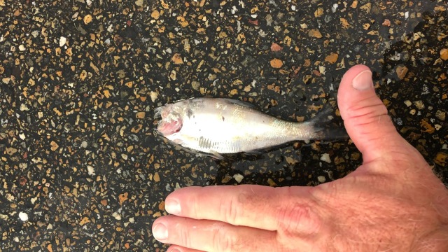 В Техасе выпал дождь из рыбы
