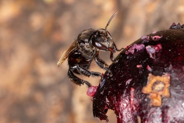 Питающиеся трупами пчелы озадачили ученых