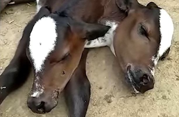 Двухголовый теленок из Бразилии выжил после родов