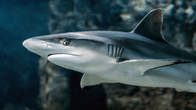 В реке Темза обнаружили популяцию крупных акул