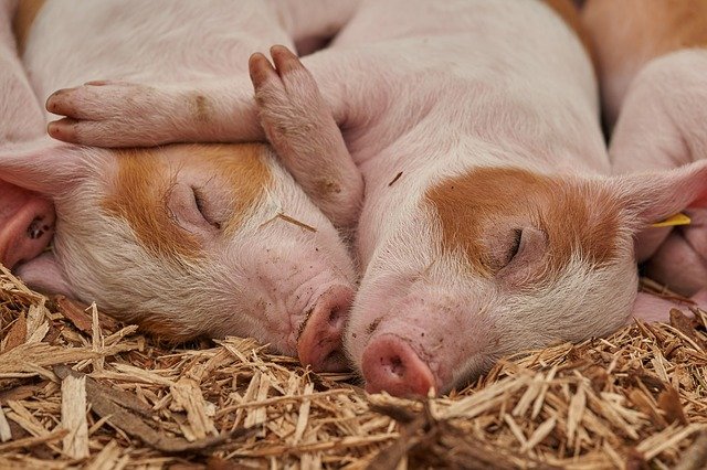 Чудеса науки - В Германии начнут разводить ГМО-свиней для пересадки их сердец человек...