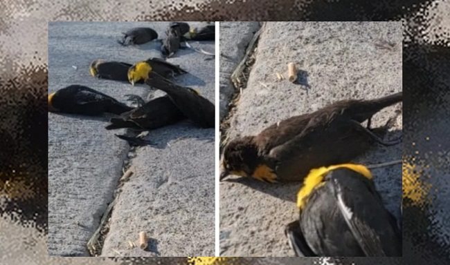 Сотни птиц замертво упали на землю в Мексике