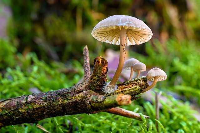 Загадки природы - Ученый утверждает, что грибы разговаривают между собой на языке из 50 ...