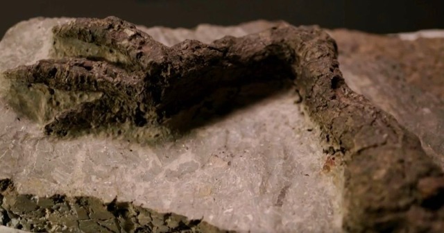 Нога динозавра с кожей найдена в Северной Дакоте