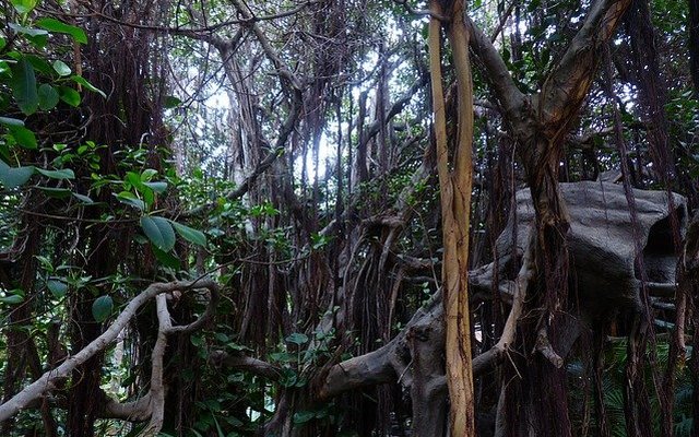 Загадки природы - История о лиане-кровопийце из Никарагуа