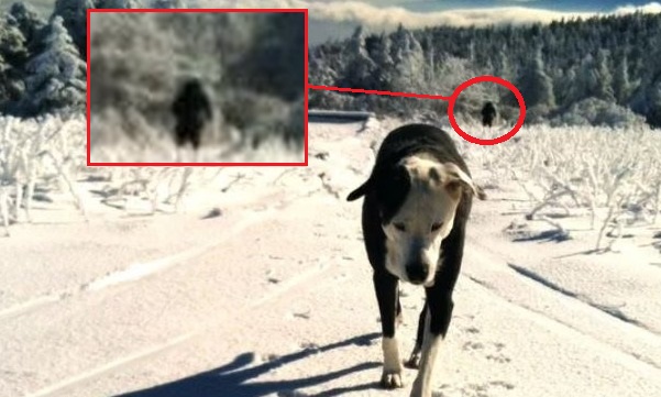 Йети - Женщина случайно засняла йети, когда фотографировала свою собаку