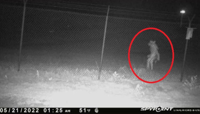 Странное двуногое существо попало на камеру наблюдения техасского зоопарка