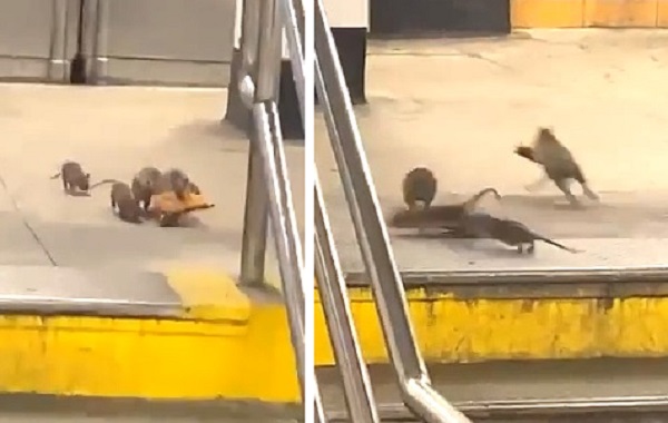 В метро Нью-Йорка засняли стаю крыс, пирующих на остатках пиццы