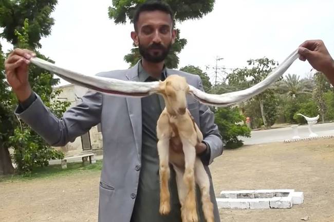 Козленок с аномально длинными ушами родился в Пакистане