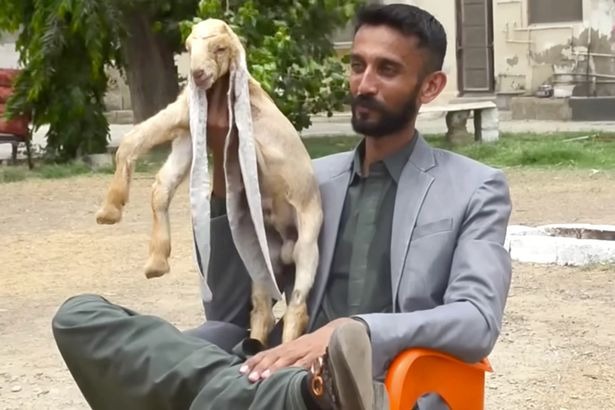 Козленок с аномально длинными ушами родился в Пакистане
