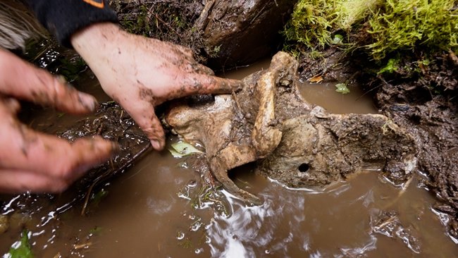 Череп йети? Блогер обнаружил в Канаде останки крупного примата