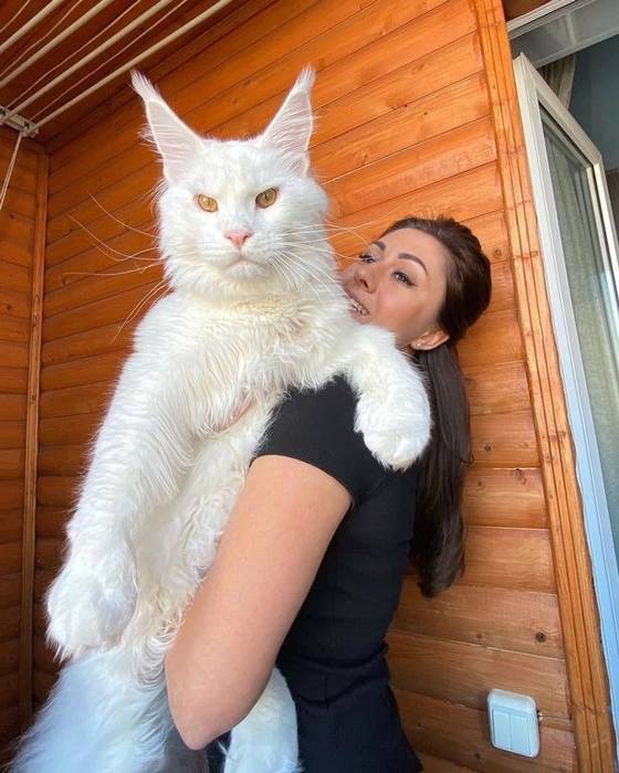Самый большой кот в мире живет в Старом Осколе, Россия