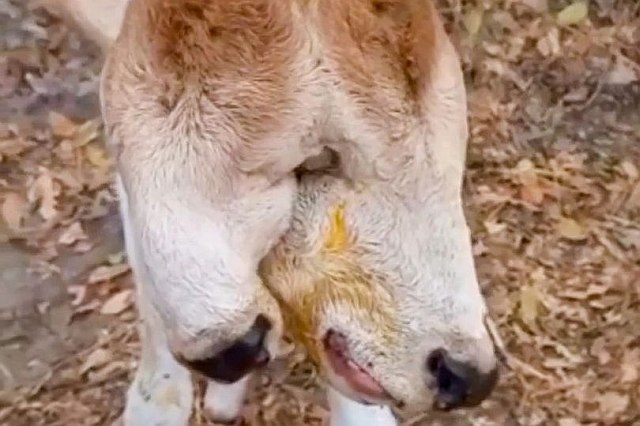 Болезни и мутации - Двухголовый теленок напугал бразильцев