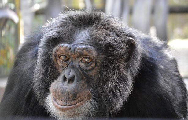 Шимпанзе Майкла Джексона пытался убить себя, когда остался без хозяина