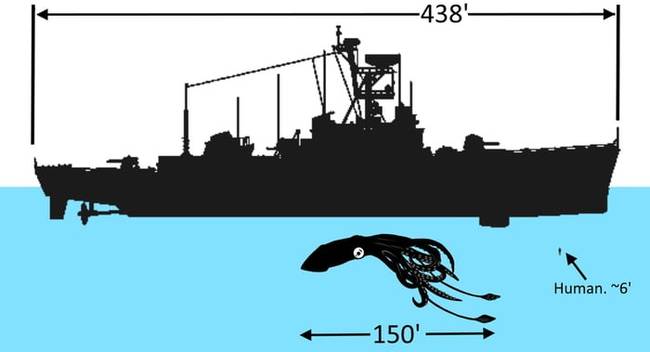 Загадочный 45-метровый кальмар атаковал военный корабль США в 1978 году