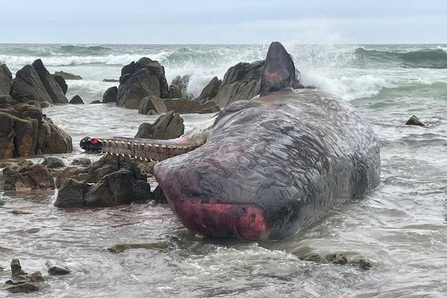 200 китов погибли, выбросившись на берег Тасмании