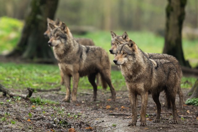 У волков обнаружен паразит, изменяющий их поведение