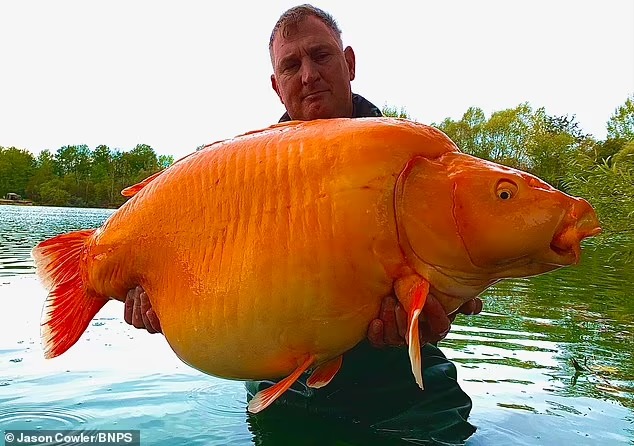 Чудовищно огромную золотую рыбку поймали во Франции
