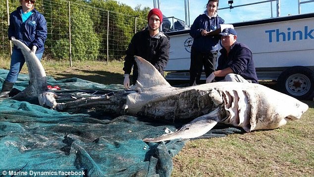 Всего за сутки косатки убили 17 белых акул ради их вкусной печени