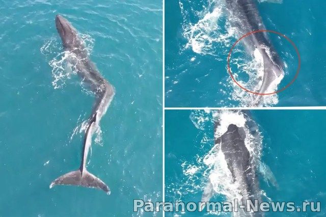Огромный кит с изувеченной спиной замечен у берегов Испании