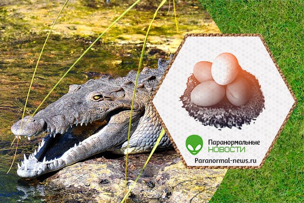 У крокодилов впервые замечено «непорочное зачатие»