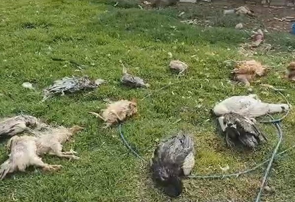 В Гватемале чупакабра убила десятки кур, уток, индеек и свиней