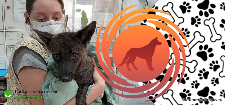 🦊 Первый в мире гибрид лисы и собаки случайно обнаружен в Бразилии