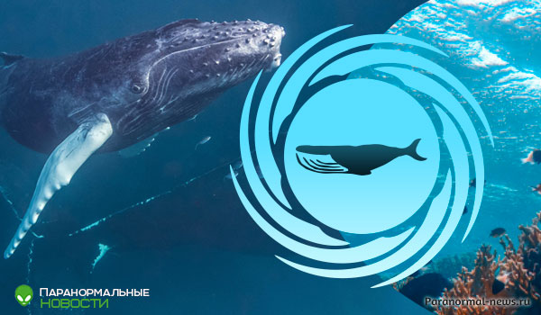 🐳 Ученые разговаривали с китом, чтобы понять, как общаться с инопланетянами