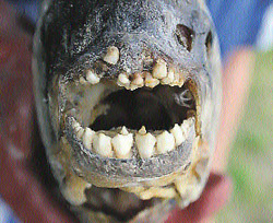 Специалисты идентифицировали рыбу с человеческой челюстью, пойманную в Челябинской области